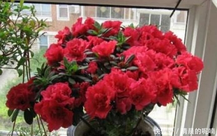 4种花高贵优雅,开花又大又艳,比牡丹美,比绿萝好养!