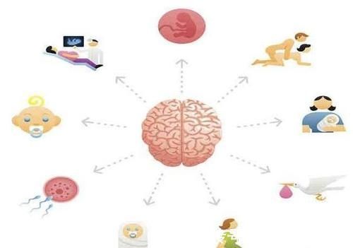 核桃|孕期吃核桃会让胎儿更聪明吗?孕妇吃核桃需要注意什么?