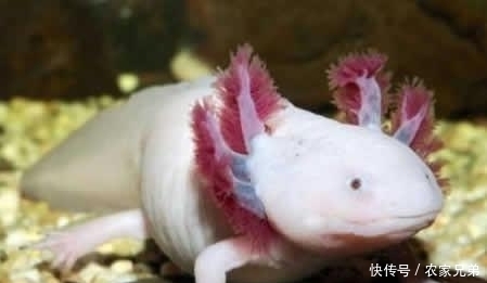 盘点|盘点课本上找不到的6个未解之谜,极少人知晓!