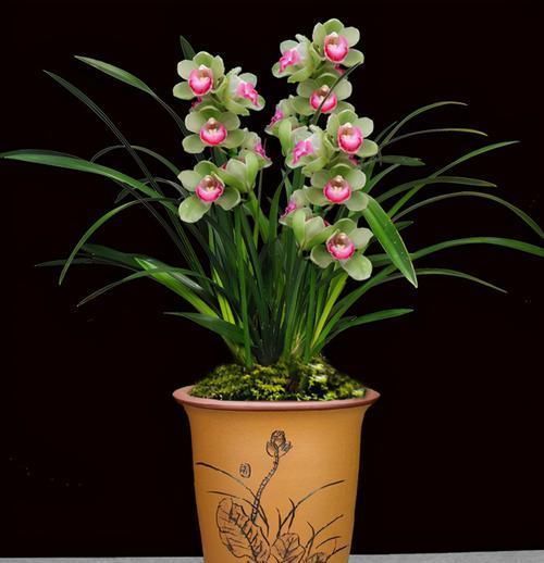 笑兰花|此兰花开双色，香气浓郁，花量极多，一杆能开十几朵，值得珍藏