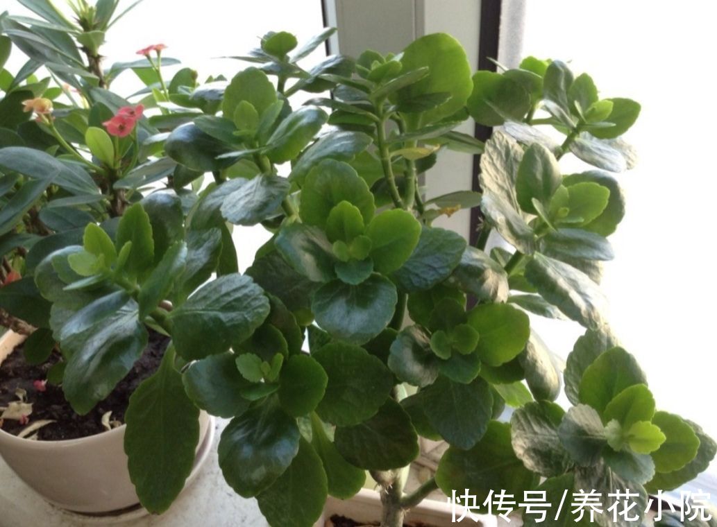 10月以后，3种花不要再“修剪”，否则春天没花看