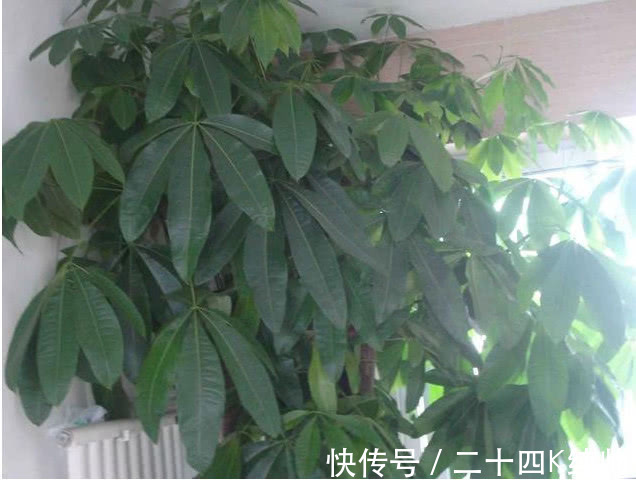 养花|发财树黄叶还不长1个“小方法”,叶片油绿疯长不停,1年长半米