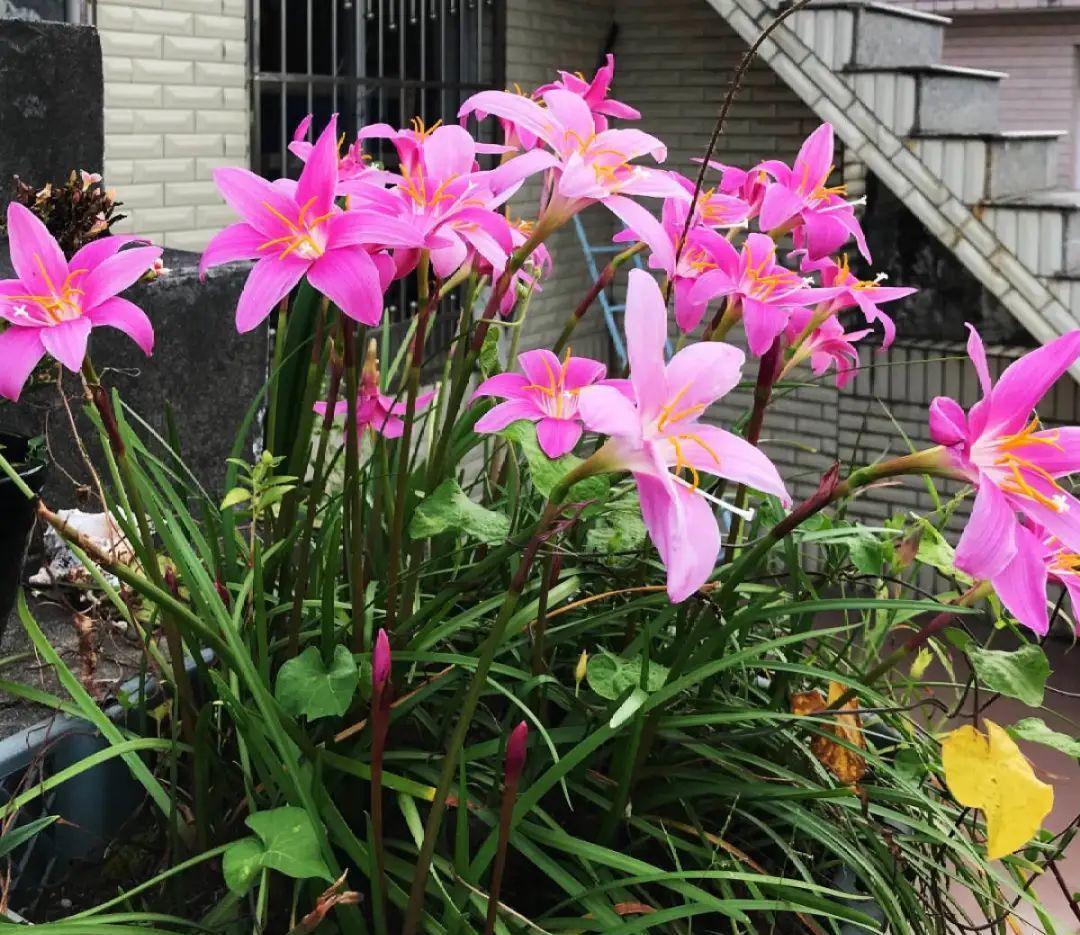 准备好,这花下个月要开,赶紧施肥、催花