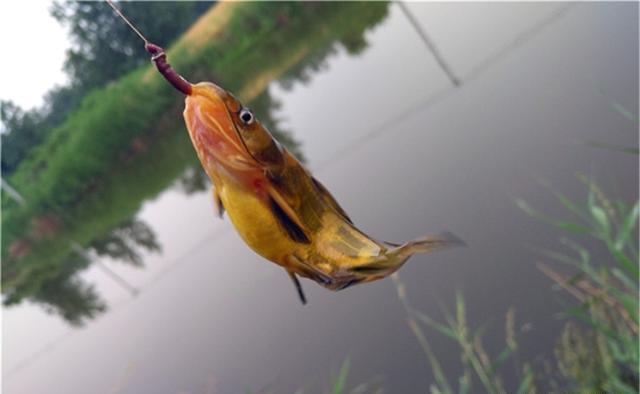 黄辣丁|春钓黄辣丁,这4种地形有鱼窝,遇上一定别放过