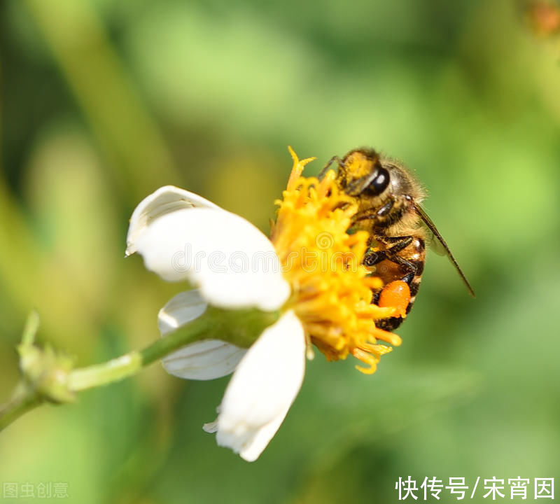 淀粉酶|宋宵因从吃到用了解酶37哪些食品富含生物酶？