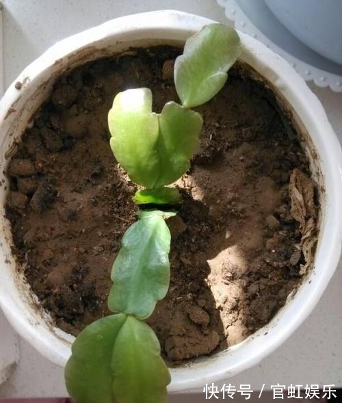 叶片|扦插蟹爪兰需注意“2个关键点”,成活率高,关键是方法简单实用