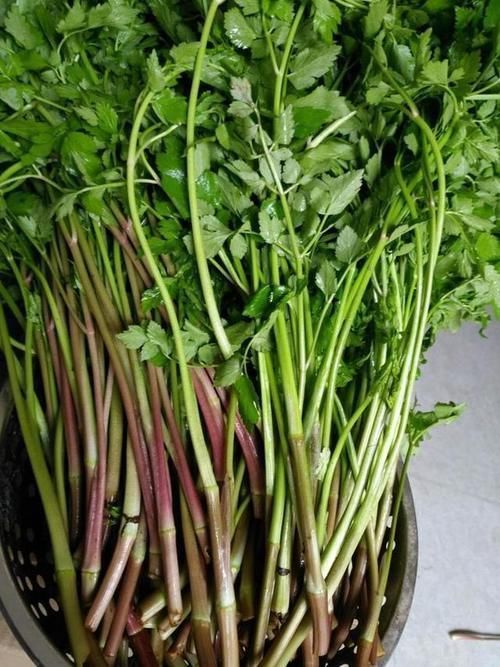 植物|医生提醒:平时比较常见的这5类野菜,尽量少吃,别再当成宝