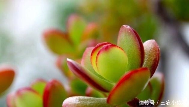 冬季的时|玉树冬季这样养, 温差越大越漂亮!