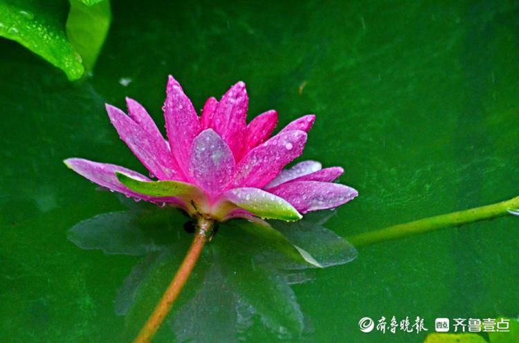 雨中来赏花！济南泉城公园荷花带雨，娇艳欲滴别样美|情报站| 齐鲁壹点