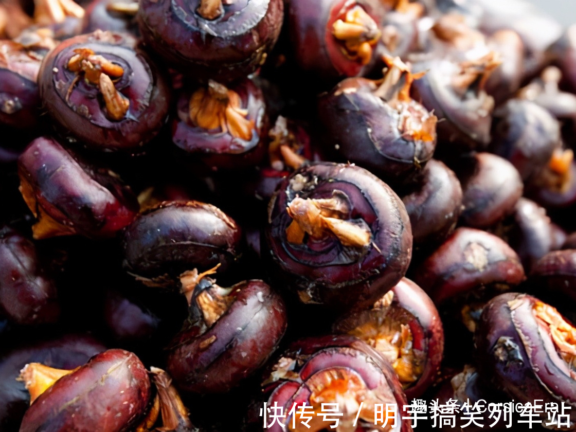 肉馅|头伏到吃饺子,分享8种饺子馅的调法,有荤有素,鲜嫩营养又多汁