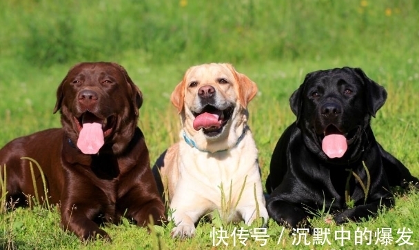 财富|惹不起生肖狗、生肖猪、生肖虎，10月财富堆山积海，事业咸鱼翻身