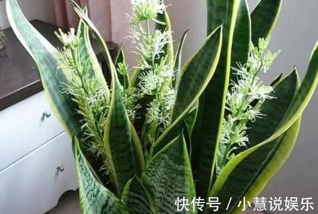 4种树“镇宅又聚财”，个个都是财神爷，不养就太可惜了！