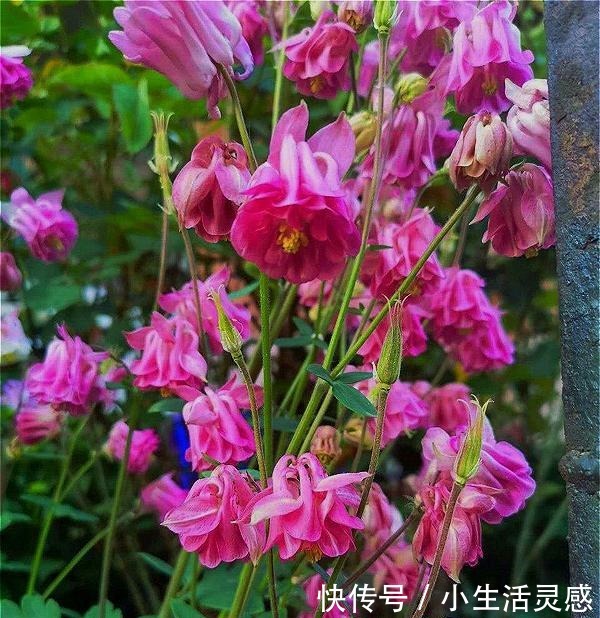 天冷的地方,我建议你养这5种花,开花非常漂亮,扛冻能力杠杠的!