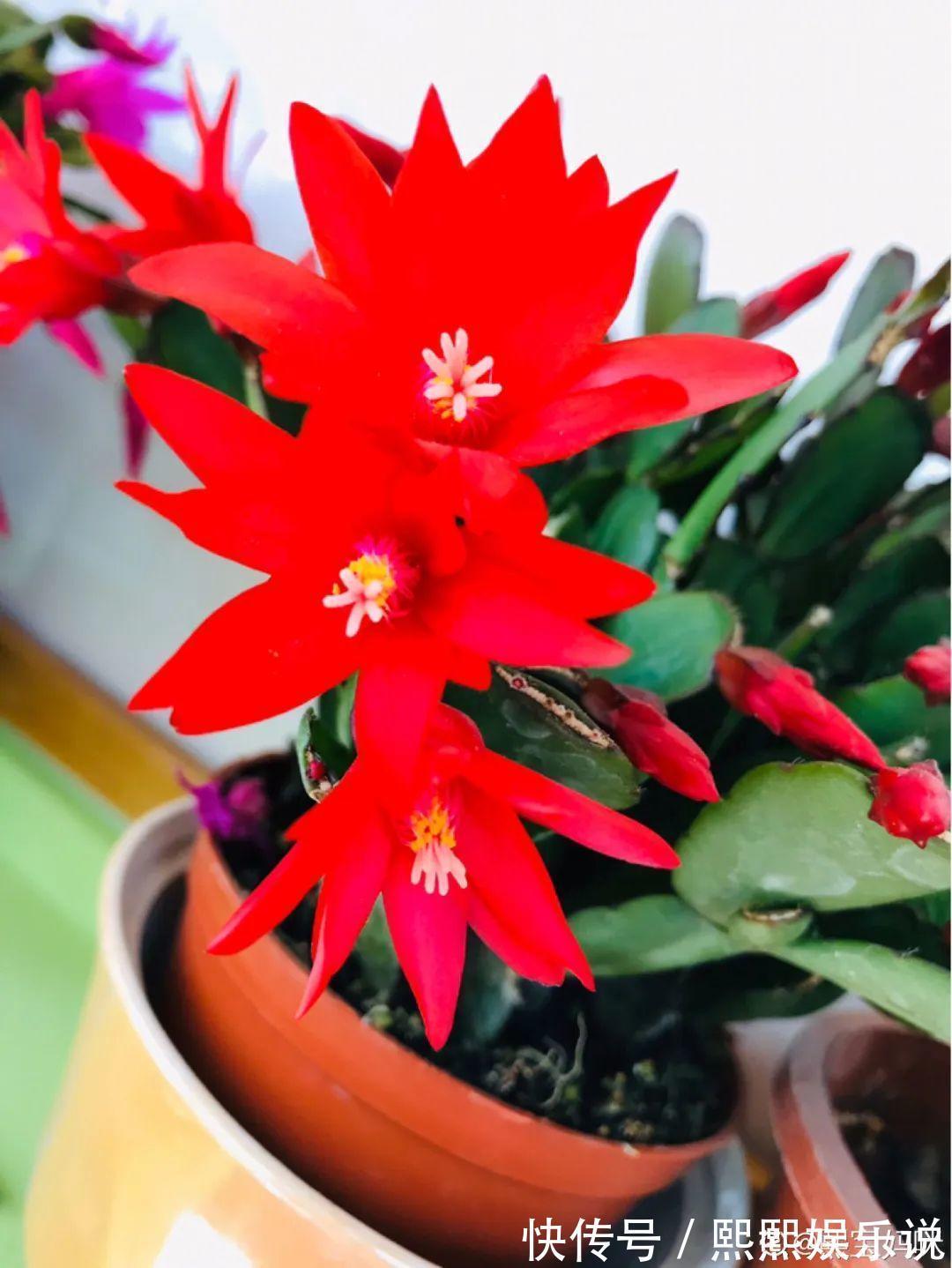 1种花不是真昙花，1次能开上百朵，比蟹爪兰美，怪不得都去抢假货