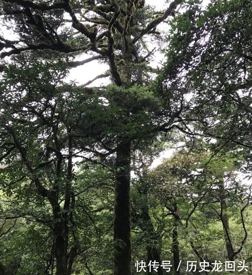 我国广西特有的古老孑遗物种——元宝|国家Ⅰ级保护濒危珍稀植物| 冷杉