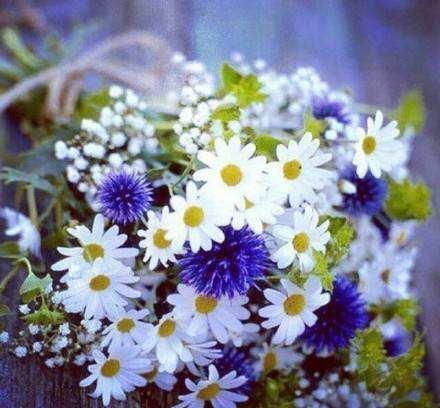 几种花,开花漂亮又好养,颜值超高的