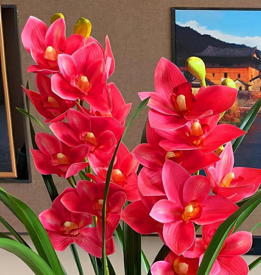 年宵花买大将军,花大色艳,平常打理简单,价位很亲民