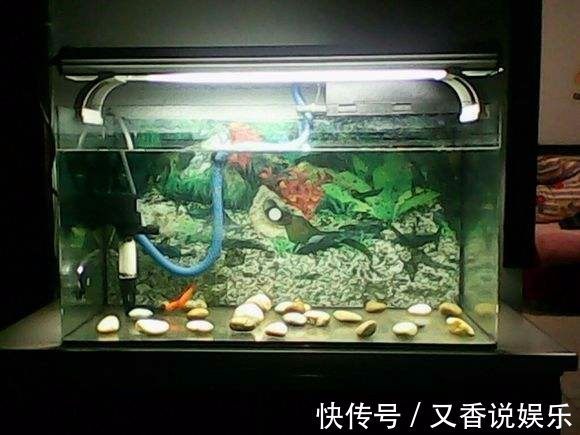 叶子|常用这些水浇花,让你的盆栽花朵艳丽、不生虫、叶子油绿宽又大!