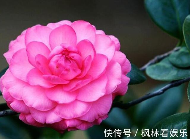 八月适合养茶花,这几招做得好,冬天省事开花也多