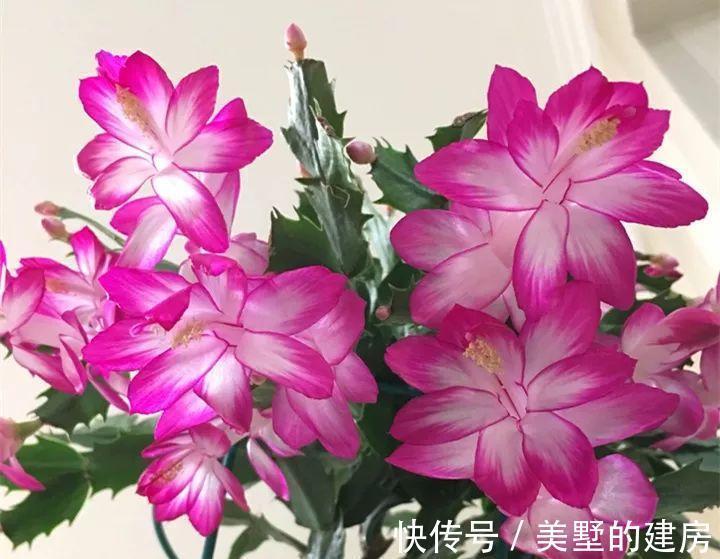 修剪|6种“漂亮花”，开完花别修剪，长满黑种子，第二年有惊喜