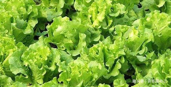 健胃消食|女人爱美,常吃4种食物,健胃消食,清肝明目,预防心血管疾病