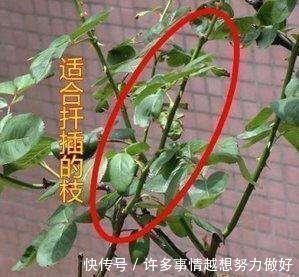 三角梅|5种花开完后,剪下的枝条不要扔,活性高适合扦插,一插一大盆