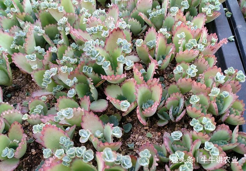 不死鸟|被称为''不死鸟''的植物,目前价值很高,如果你家乡有,请爱惜它