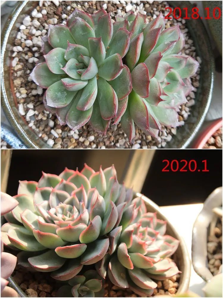 每次的剁手都是忍无可忍,无需再忍!买买买!静待肉美!