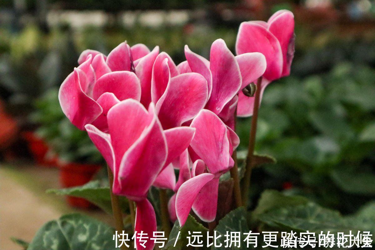 茶花|冬天养这5种花,越冷越开花,适合室内养护