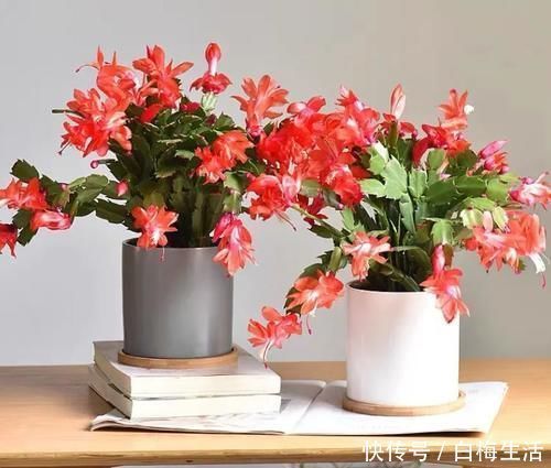 寒冬养蟹爪兰，抓住4点不放，花儿鲜艳绽放