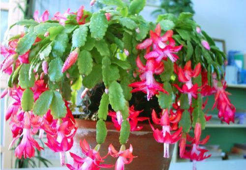 4种花“夏必死”,不建议春季买,新手花友慎养,秋天再买也不迟