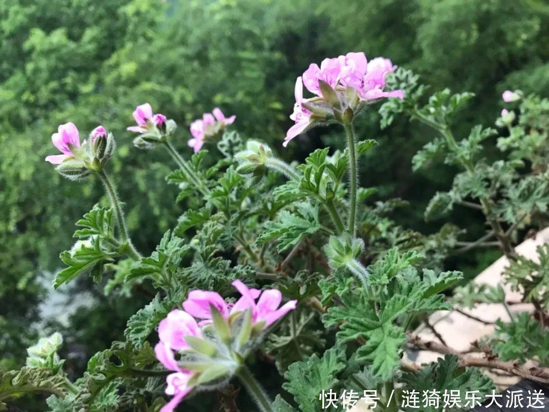 猪笼草|7种花插土里，立马长满院子，蚊虫不敢靠近！