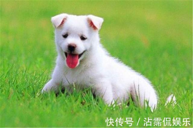 老百姓$古人讲“鸡不过六,犬不过八”,是何意实为“事出反常必有妖”