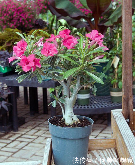 沙漠玫瑰在非洲能长5米高,养盆里仅10多厘米,依旧可开花