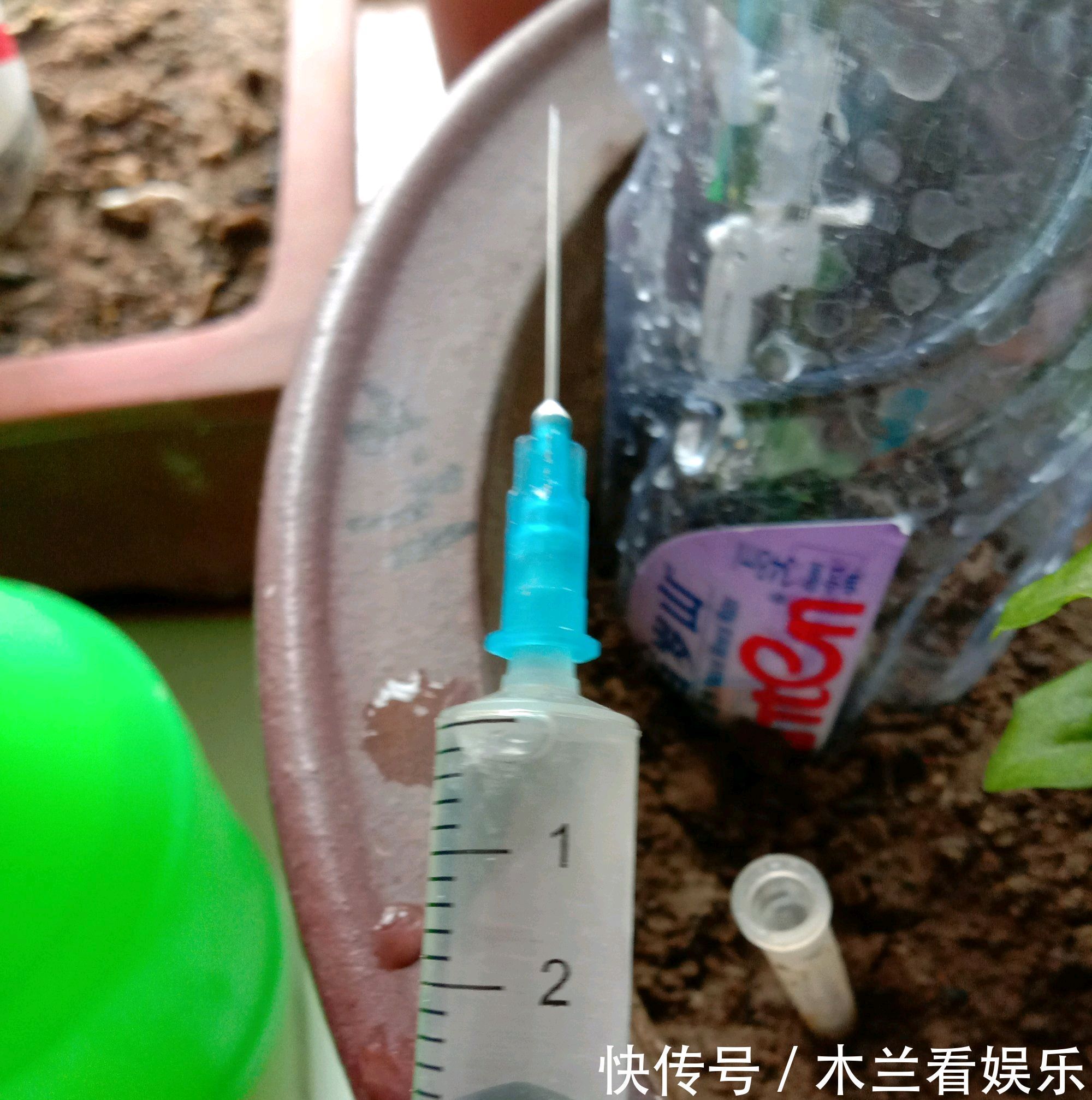 人工|金弹子盆景开花多结果少人工授粉打一针''它'',满树都是金弹果
