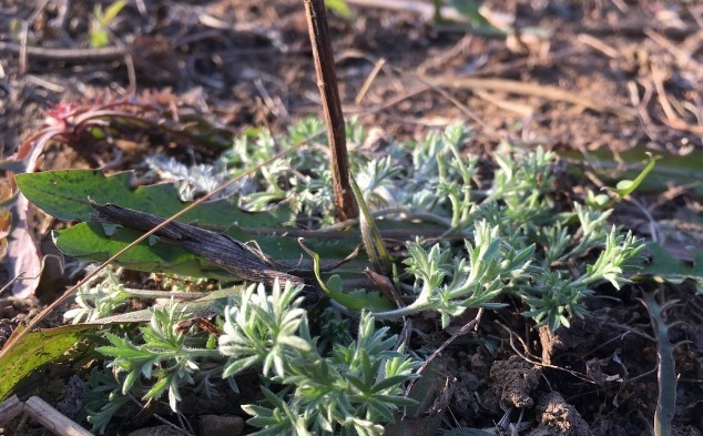野菜|春天挖野菜,送你56种野菜大图片,带你见识不同的野菜和吃法
