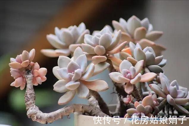 养多肉不爆“头”？“掰叶法”来帮忙，叶片掰一掰，叶下长满新头