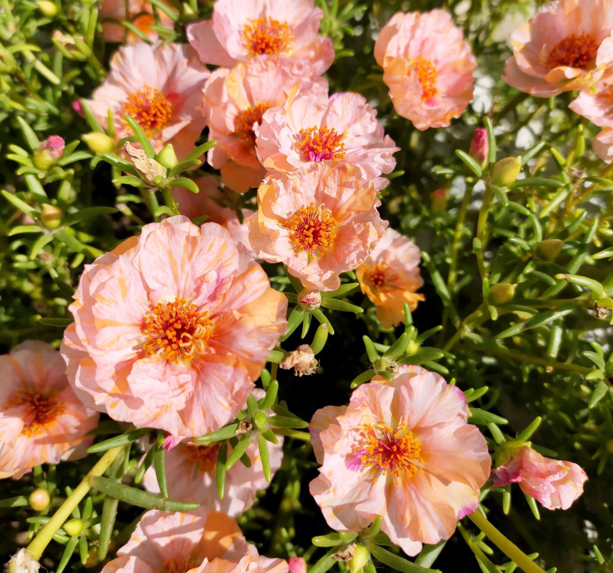 新手|家家户户都能养得6种“耐热花”,天气越热越开花,新手也能养好