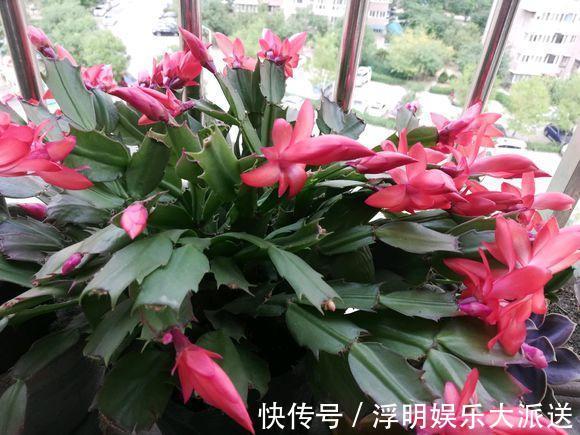 养蟹爪兰不开花往花盆里撒“2种废渣”，花芽长出来，开出花！