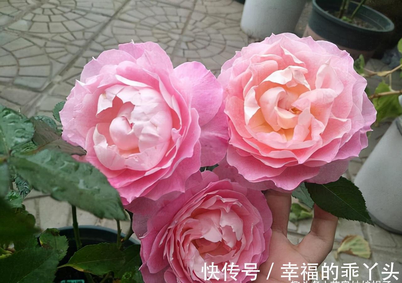 萌发|在家中养殖月季的窍门:不要再扯月季花的黄叶了,否则长势会变弱