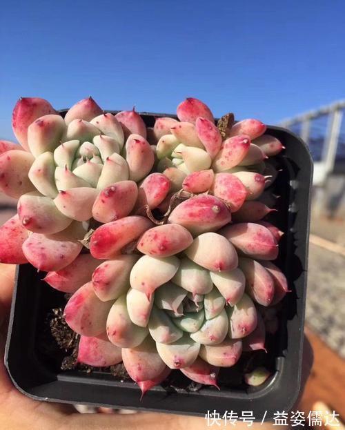 多肉植物|忘了奥普琳娜吧，养一棵阿尔巴佳人，叶片更肥厚，容易出状态