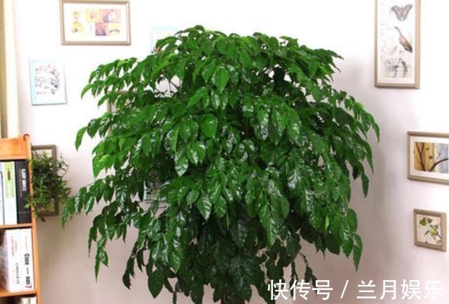 叶片|如果不到万不得已,这3种花过年“不要买”,年后买,省钱又好养