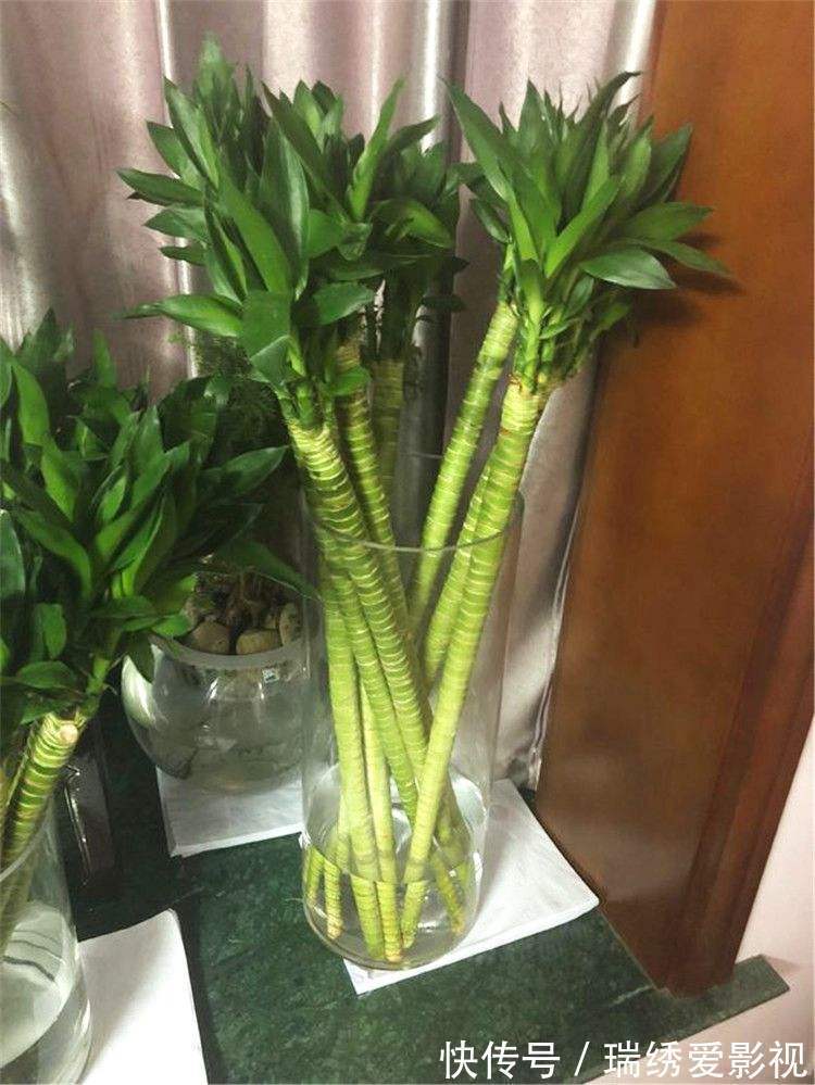 厕所再小,也要养盆吸味花,清除臭味、异味效果好