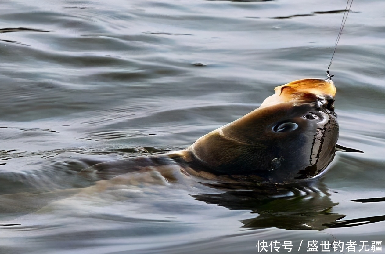 鱼总是在窝边翻,不吃钩?试试这种钓法,命中率极高——盛世三渔