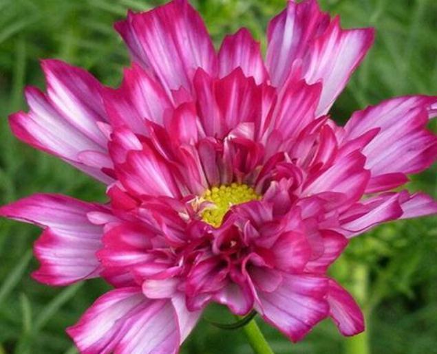 新手一养花就死试试这“3种”，几块钱养一盆，放角落也能爆花