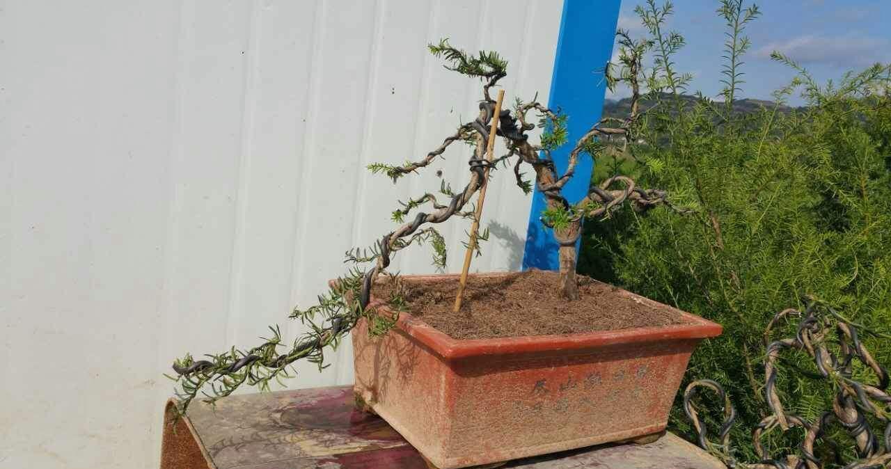 家庭盆栽红豆杉,多小心这5个细节,红果绿叶喜庆又别致