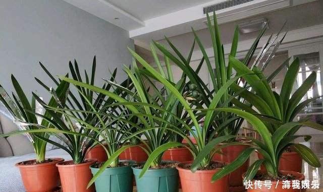 多菌灵|春天给花换盆,“6个坑”不能踩,别心存侥幸,否则换一盆死一盆