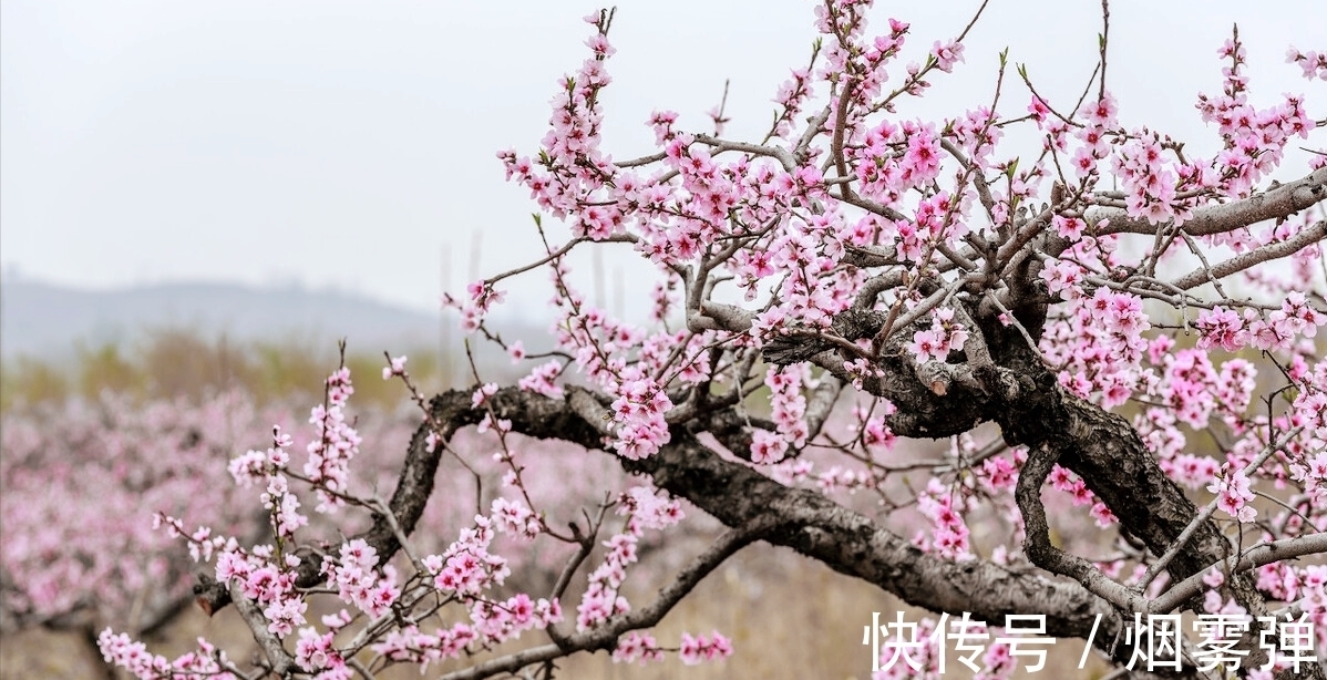 古诗@人生如逆旅，我亦是行人，两首寓意深刻的古诗，不如意时读一读