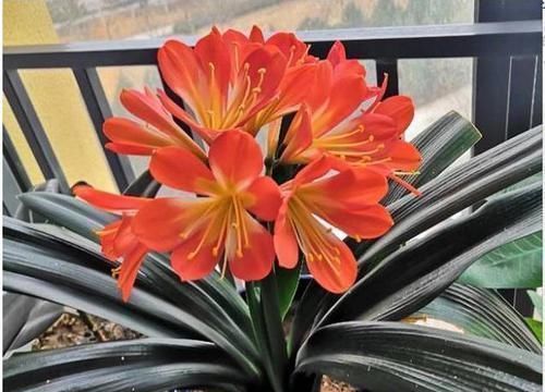 大花|张大爷养君子兰,白天喝口酒,晚上闷上头,20天窜出大花箭!