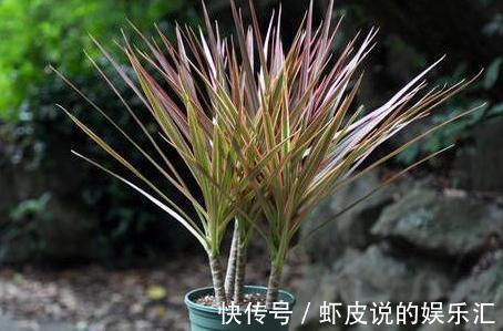 冬季阳台首选3种花，叶子漂亮，大气上档次，养过的人都说好